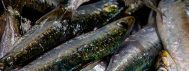 Ya en tu pescadería, pero más caras: comienza la temporada de sardinas con un recorte del 2,8%