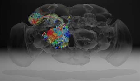 21 millones de imágenes para rastrear el cerebro de una mosca a nanoescala