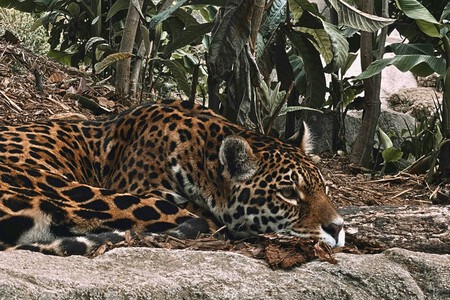 Jaguar