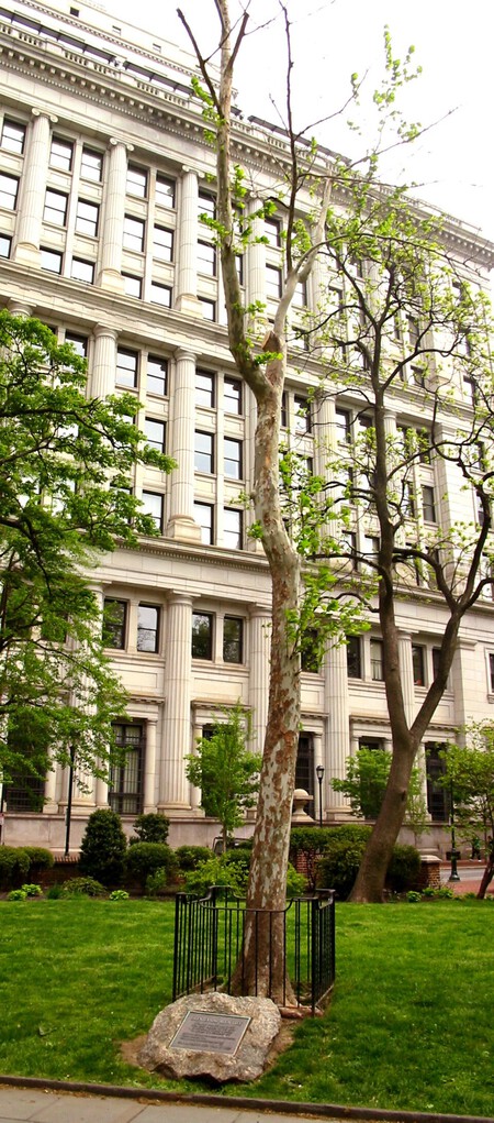 Bicentennial Moon Tree