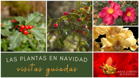 Las Plantas En Navidad