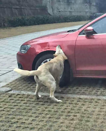 China Perro Muerde Coche 1