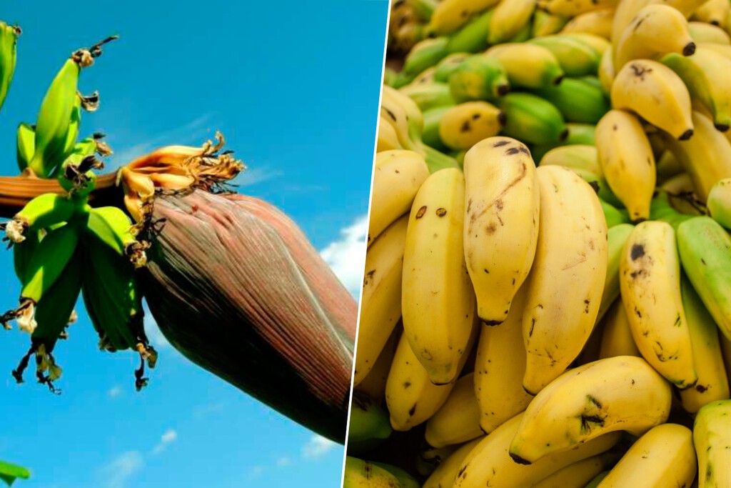 Parecía que la extinción del plátano era inevitable, pero ahora ya no está tan claro. Tenemos una nueva variedad