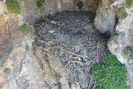 Nido De Quebrantahuesos