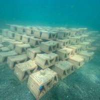 55 mil ostras estão prestes a invadir o Mar Menor, na Espanha: são a última esperança de um ecossistema à beira do colapso