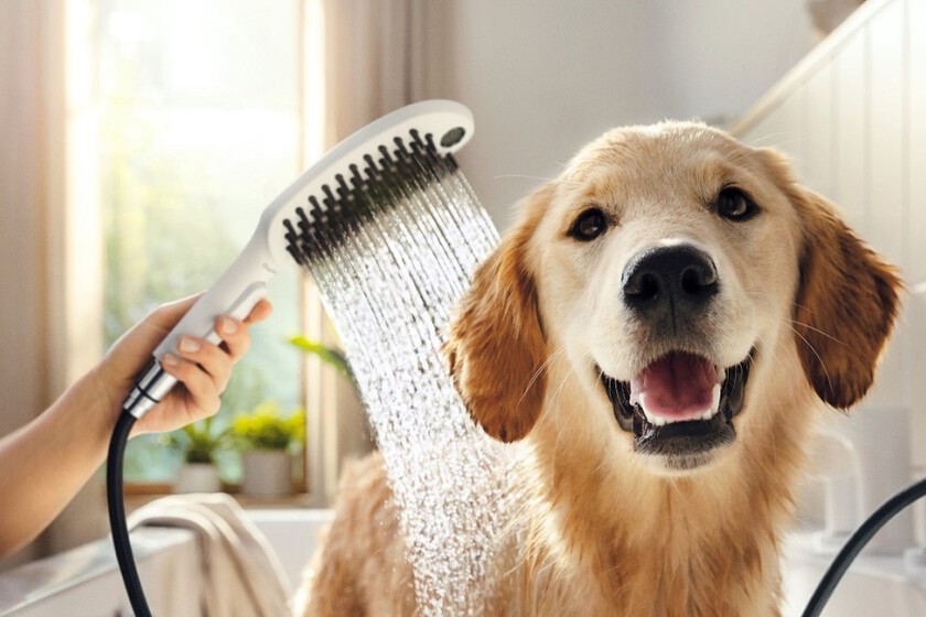 If You Have A Dog, You Will Be Interested In This Shower Specially
