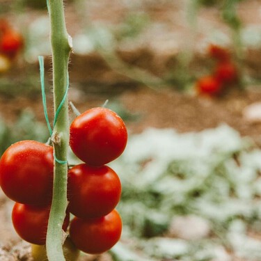 La curiosa razón por la que algunos horticultores colocan una pinza de la ropa en las tomateras: no es un adorno 