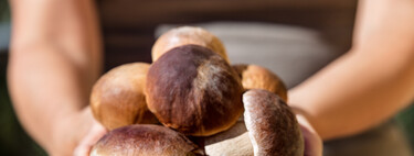 Todo sobre los boletus: qué son, cómo identificarlos, cómo recogerlos y cómo cocinarlos con estas 13 recetas