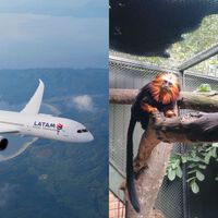 Parecia um voo comercial comum, mas o porão guardava um segredo: a bizarra "carga viva" que cruzou o céu do Brasil no bagageiro de um avião