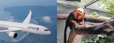 Parecia um voo comercial comum, mas o porão guardava um segredo: a bizarra "carga viva" que cruzou o céu do Brasil no bagageiro de um avião