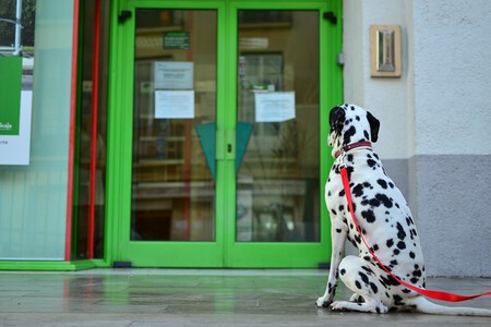 Multa Perro Puerta Supermercado Tienda