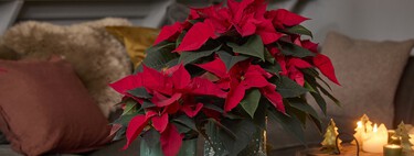 Cómo cuidar tu flor de Pascua o poinsettia y que sobreviva a la Navidad