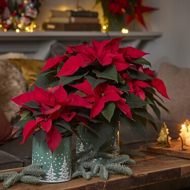 Cómo cuidar tu flor de Pascua o poinsettia y que sobreviva a la Navidad