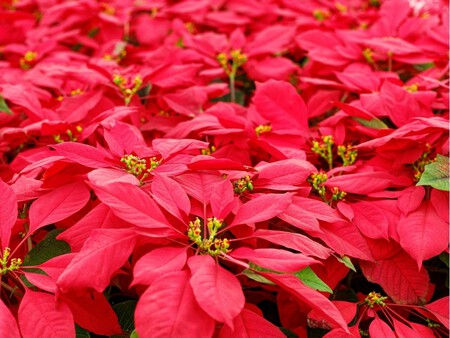 Copia De Plantilla 1200x900 20