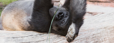 Creíamos que estábamos solos, pero no: a los animales también les gusta beber alcohol