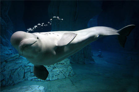 Beluga en el Oceanográfico de Valencia