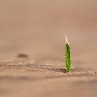 Ya nos rendimos con detener las sequías, así que los científicos han hecho otra cosa: crear plantas que las sobrevivan 