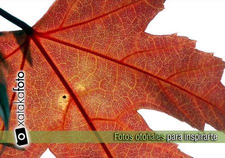 El otoño ya está aquí. 35 fotos para inspirarte
