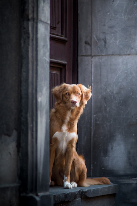 dogoftheyear