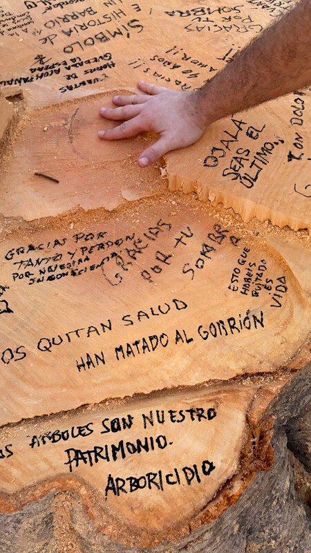 Corte de árbol Málaga