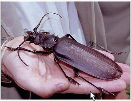 Quiz Genciencia: solución insectos gigantes