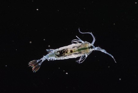 Las animales más rápidos en relación a su tamaño: superan la velocidad de un Transbordador Espacial