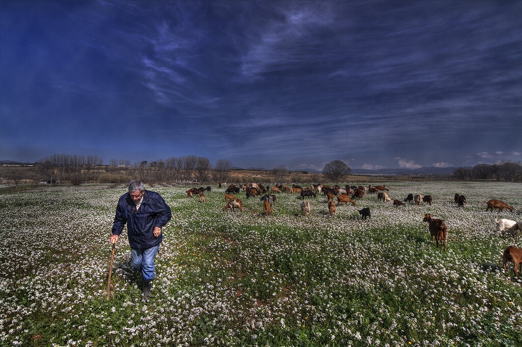 Los pastores se han convertido en la gran arma frente a los incendios. Así que Galicia ha creado una escuela de pastoreo