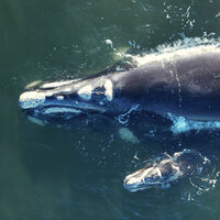 Estudo revela qual é o segredo da baleia-da-Groenlândia para viver mais de dois séculos sem câncer 