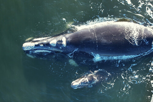 Baleia-da-Groenlândia nadando no mar. Créditos: Stanislav Stelmakhovich/GettyImages
