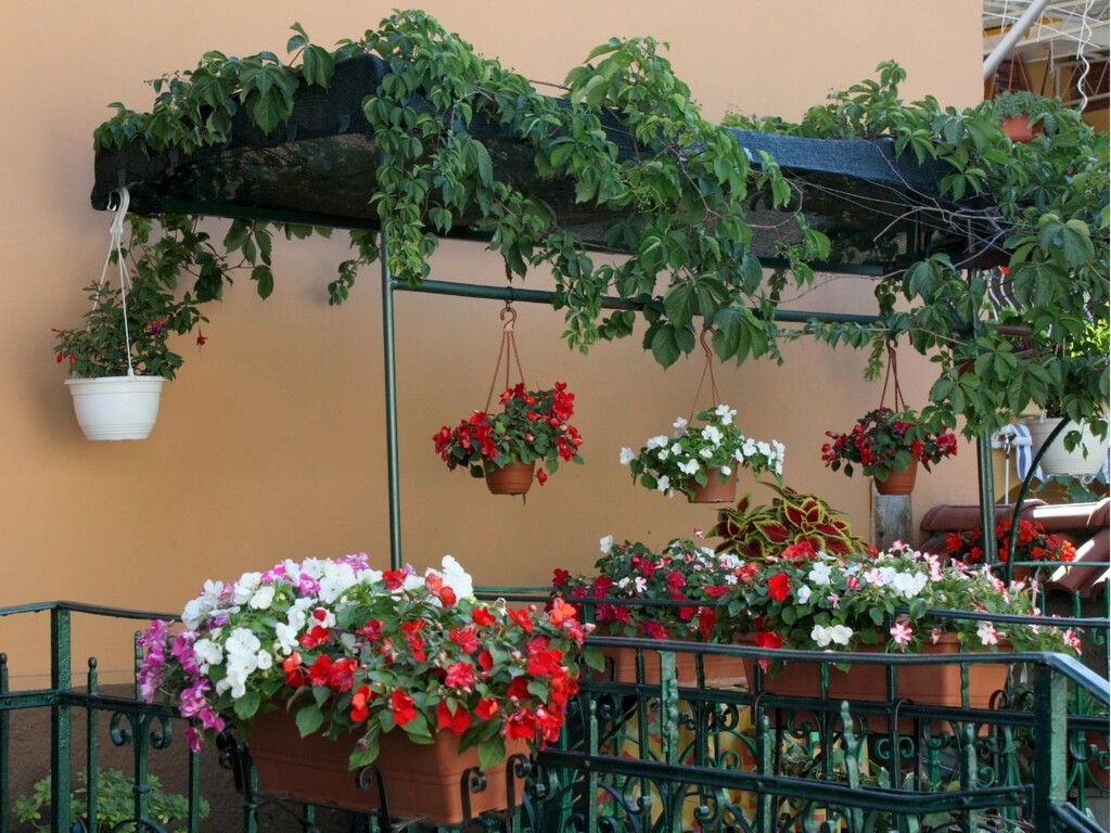 Estas nueve plantas crecen a toda velocidad y llenan el jardín de flores en pocas semanas