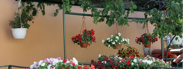 Crecen a toda velocidad y llenan el jardín en pocas semanas: estas nueve flores son ideales para la primavera