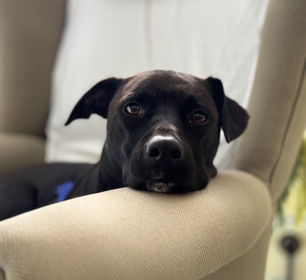 Tengo en mi casa un perro que lo llena todo de pelitos. Este es el mejor truco que me han enseñado para quitarlos de la ropa