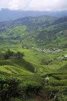 Plantaciones de té entre las nubes