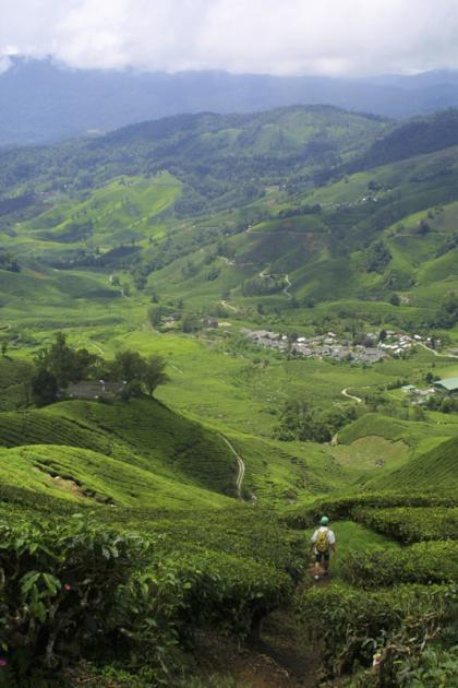 Plantaciones de té entre las nubes