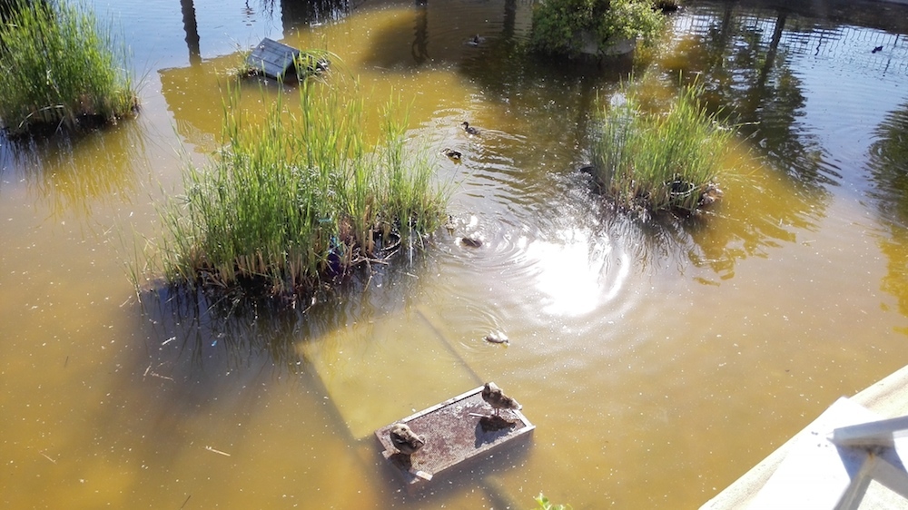 Fotografías tomadas con Huawei Ascend P7