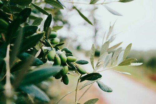 Olive leaves