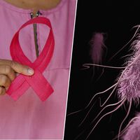 Llevamos 150 años creyendo que las bacterias son un arma contra los tumores. Y al fin hemos descubierto cómo