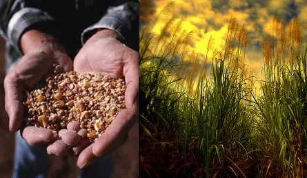 Solicitan una moratoria de cinco años para la fabricación de biocombustibles
