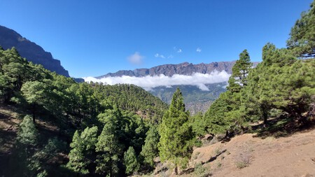 Isla De La Palma Pino Canaria