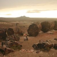 Parque Nacional Jaramillo: Un bosque con  150 millones de años de historia en la Patagonia argentina 