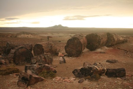 Parque Nacional Jaramillo: Un bosque con 150 millones de años de historia en la Patagonia argentina