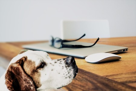 El experimento que demostró que tener un perro ayuda a relacionarse mejor con los demás