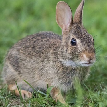 Conejos con ‘cuernos’: qué es el virus del papiloma de Shope y por qué no contagia a humanos