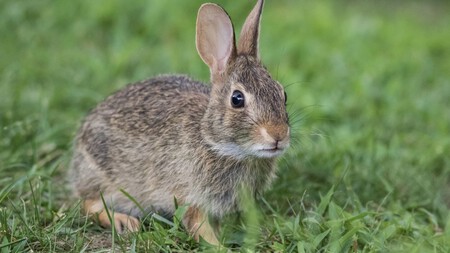 Conejos con ‘cuernos’: qué es el virus del papiloma de Shope y por qué no contagia a humanos