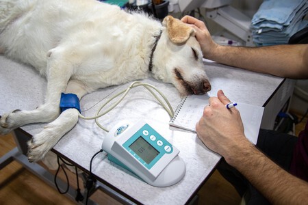 Seguro para mascotas / salud veterinaria