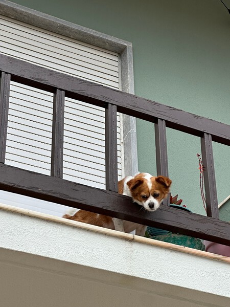 perro