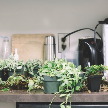 Ni calor ni humedad: estas 5 plantas sobrevivirán y darán color a tu cocina 