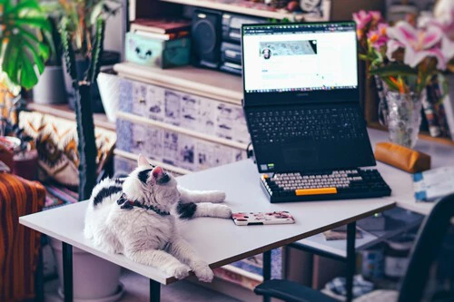 Nasim Keshmiri Xq061xe8zvy Unsplash