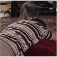 Un gato tranquiliza a un niño que estaba sufriendo una crisis sensorial, y el momento captado en vídeo se viraliza