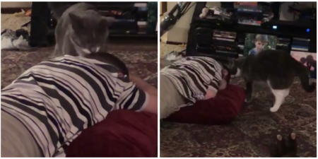 Un gato tranquiliza a un niño que estaba sufriendo una crisis sensorial, y el momento captado en vídeo se viraliza